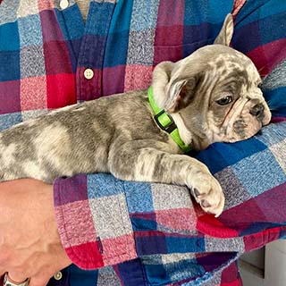 lilac merle french bulldogpuppy